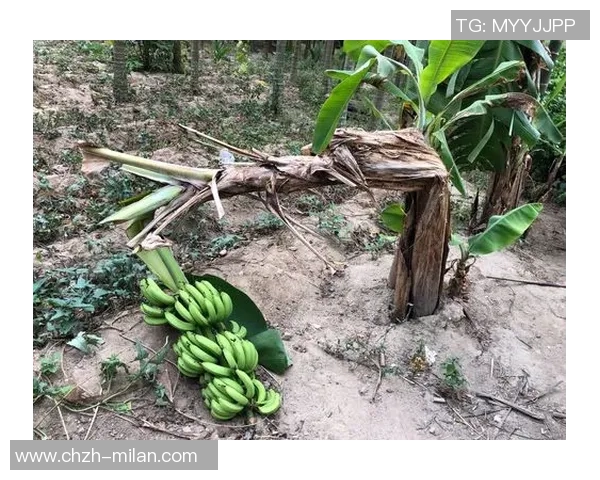 芬奇赞道苏姆表现至关重要直率风格令我十分欣赏 芬奇赞道苏姆表现至关重要直率风格令我十分欣赏